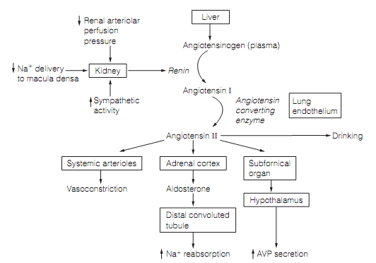 1095_Arginine vasopressin (AvP) 2.png